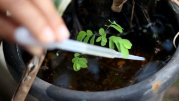 Foto: Rodrigo Nunes / Ministério da Saúde