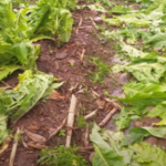 Foto: Divulgação/Epagri