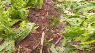 Foto: Divulgação/Epagri