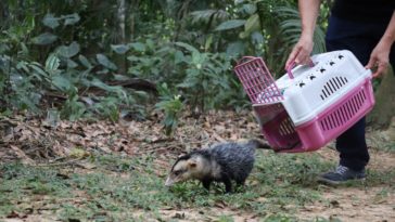 Foto: André Felipe da Cunha